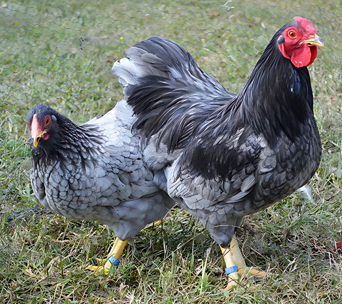 gallina wyandotte enano azul	