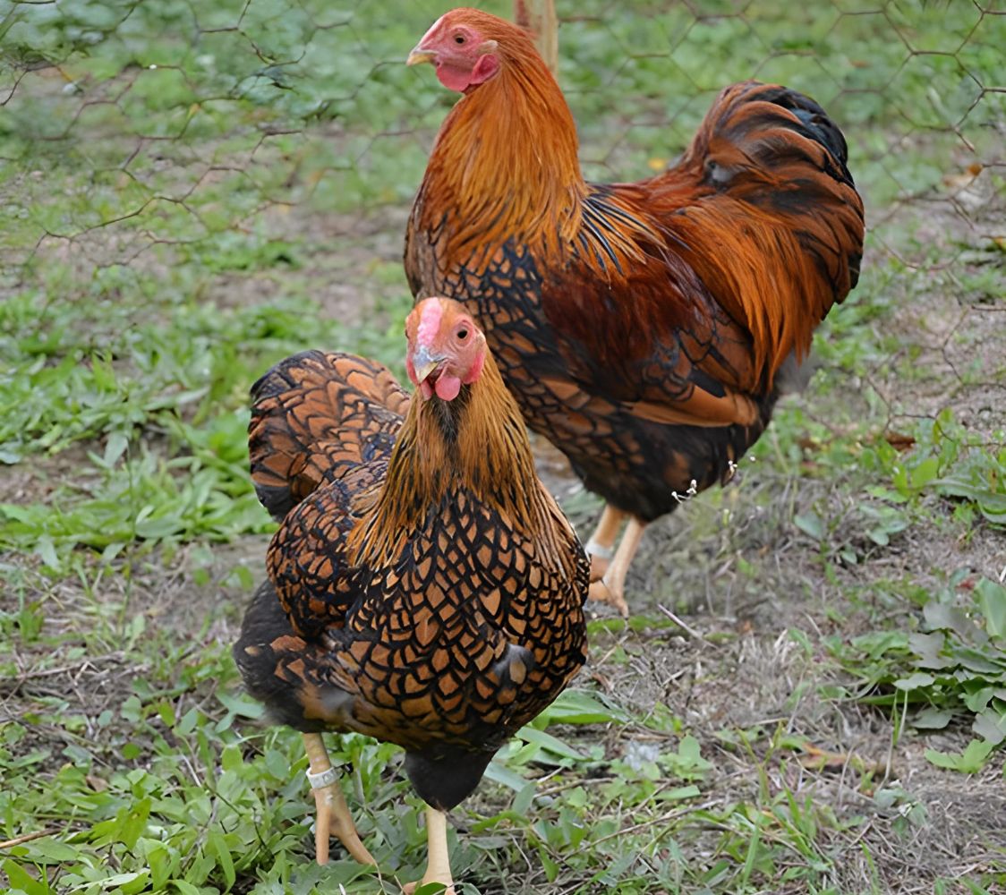 gallina de raza wyandotte enano dorado ribeteado de negro	