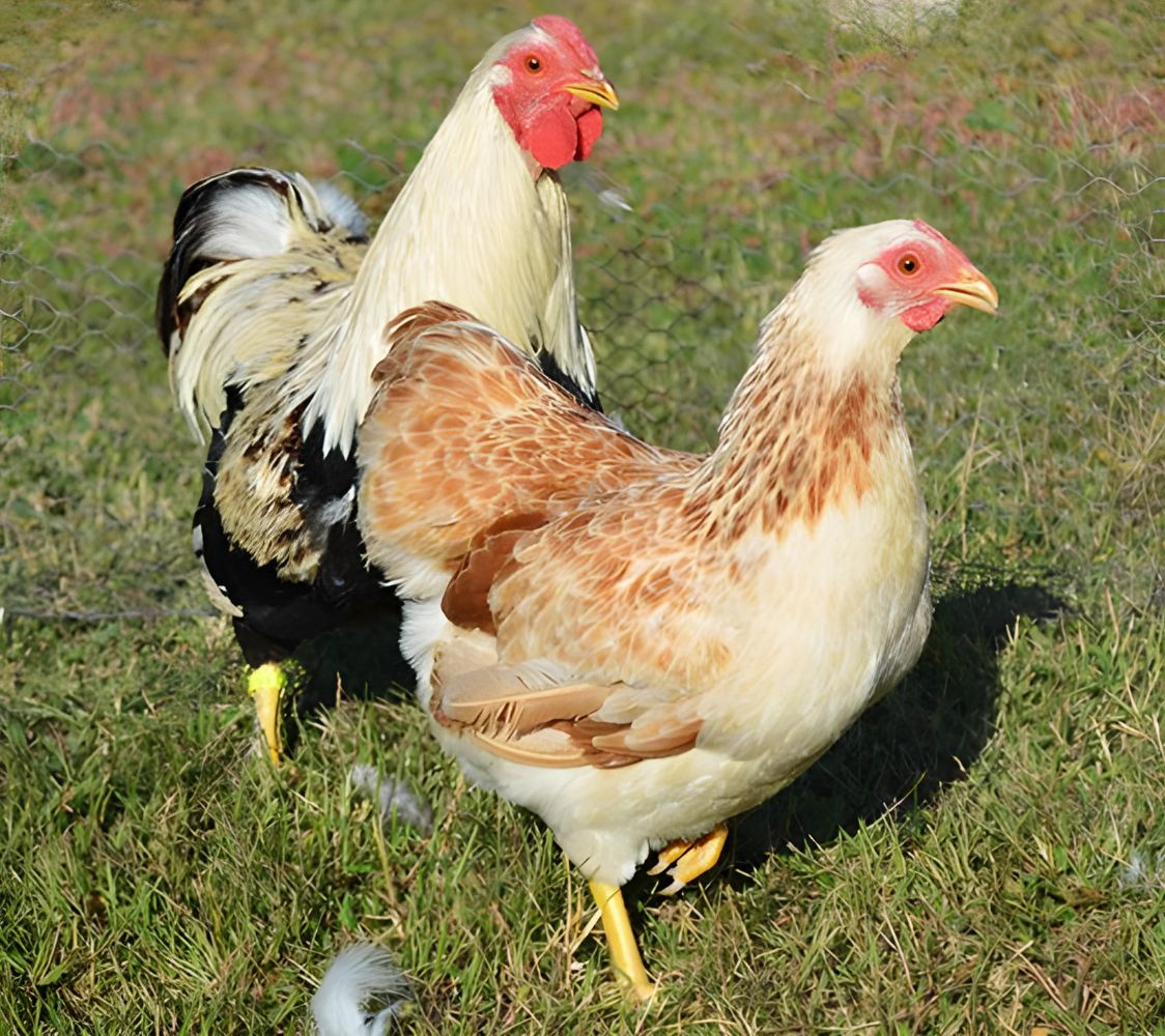 pareja gallina wyandotte enano asalmonado	