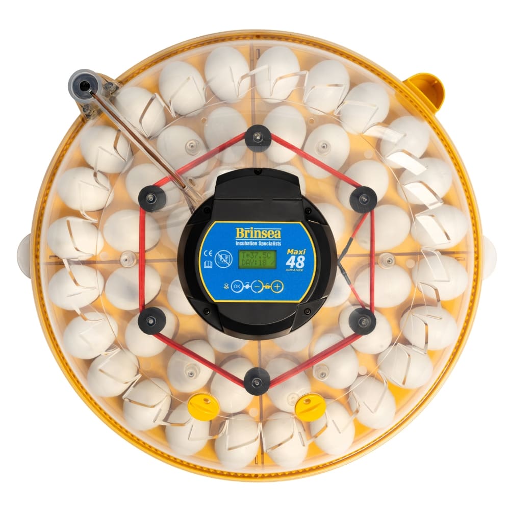 incubadora digital con volteo automático para 48 huevos de gallina