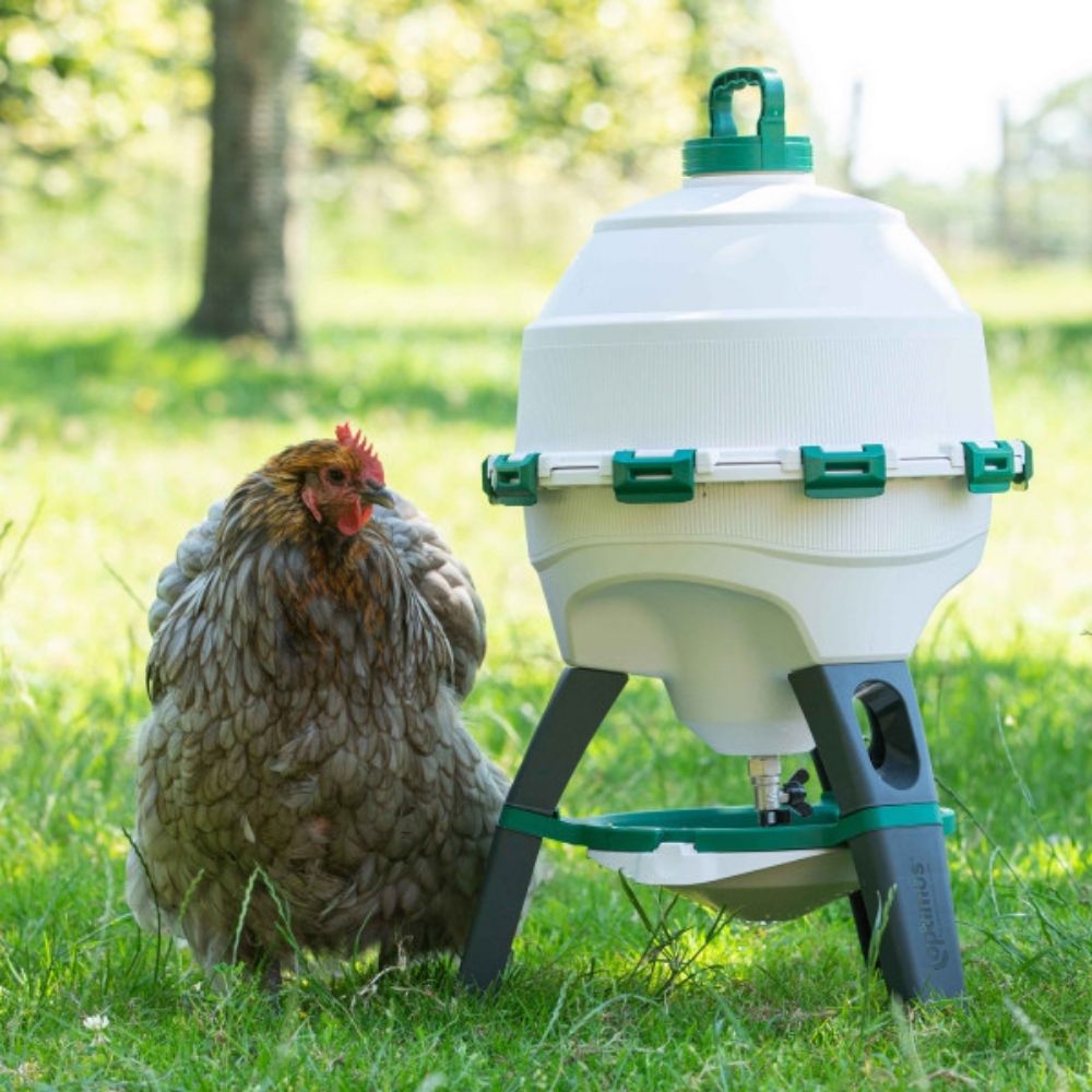Bebedero premium para gallinas