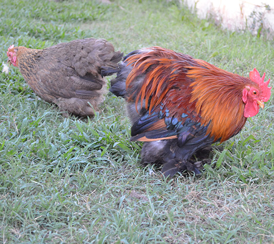 gallinas pekin dorado aperdizado