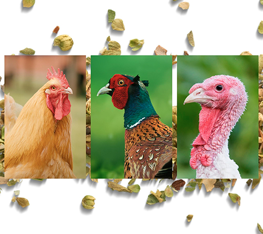 oregano para animales