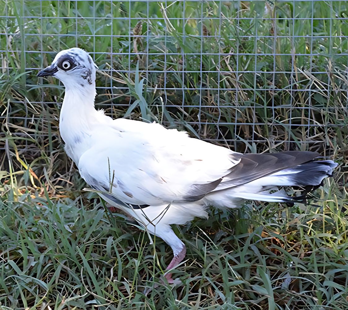 Paloma Alto vuelo de Viena acigüeñado	