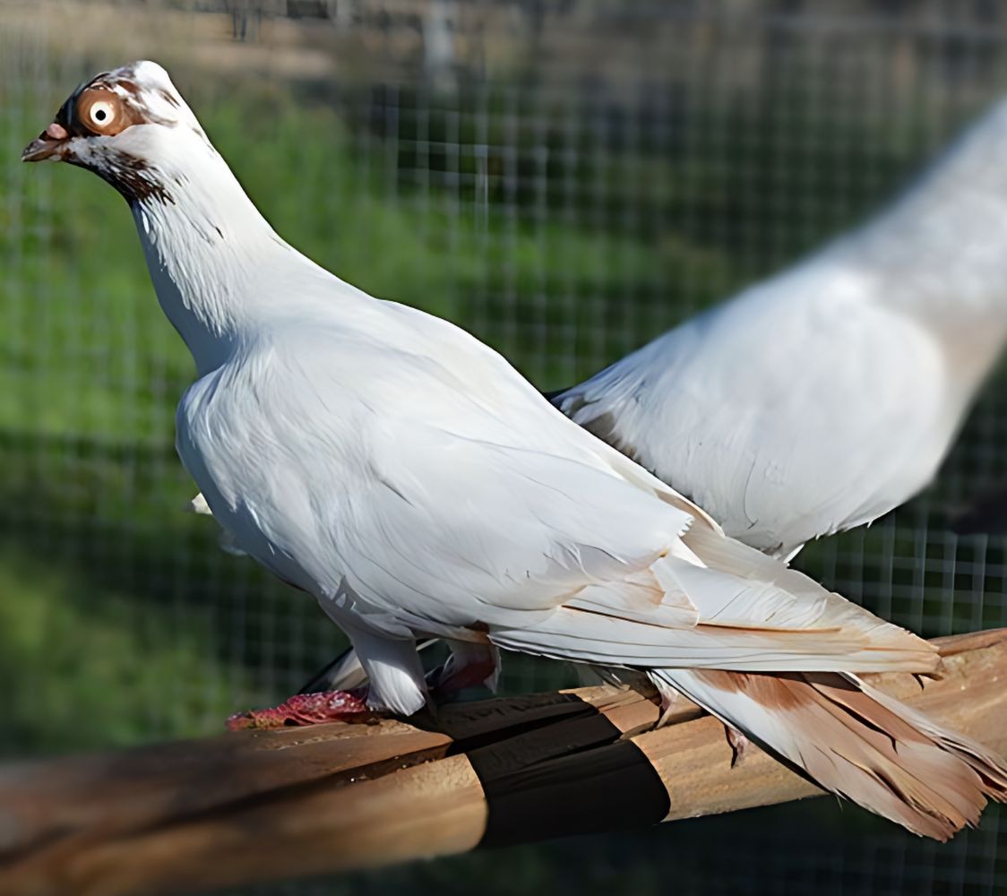 alto vuelo de viena palomas	