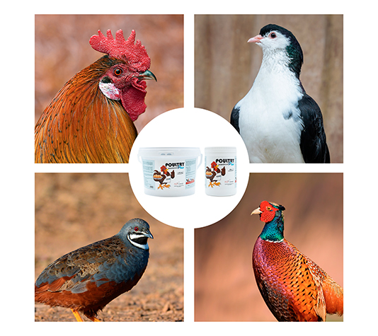 Probióticos para reforzar la salud intestinal y puesta de tus aves