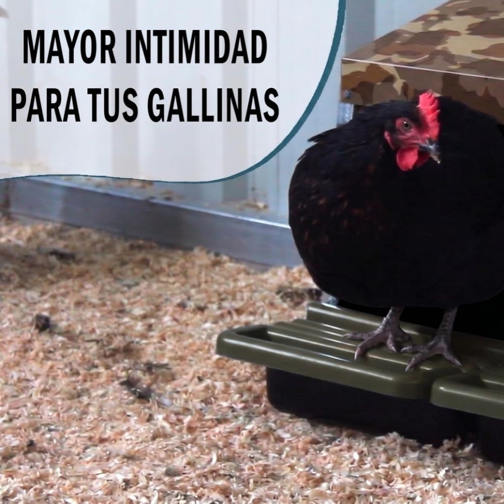 gallina en ponedero eco 4 huecos
