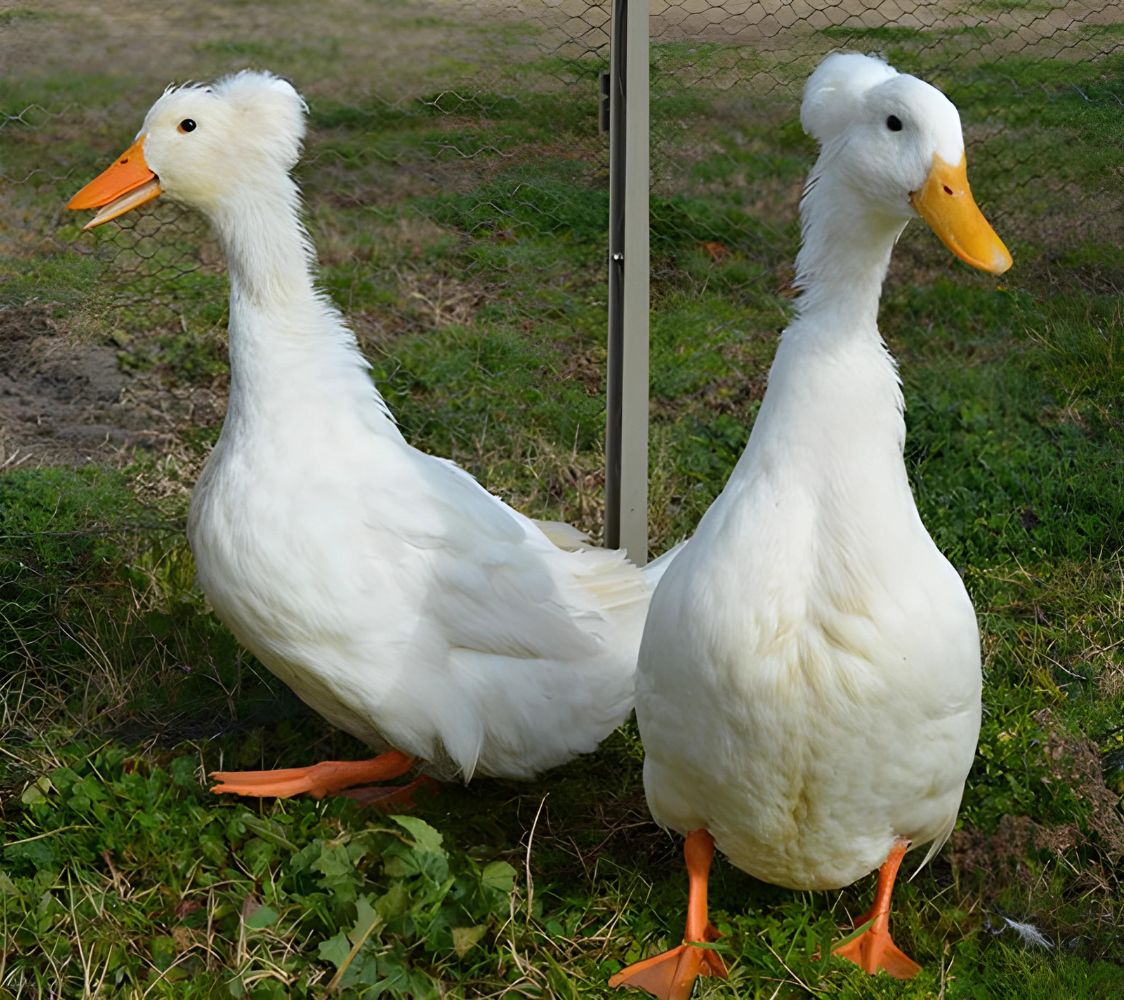 canard pompon blanco	