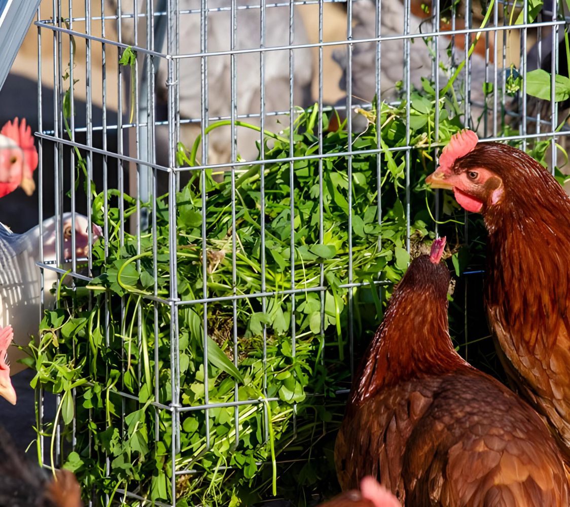 forrajera aves desta para hierba	