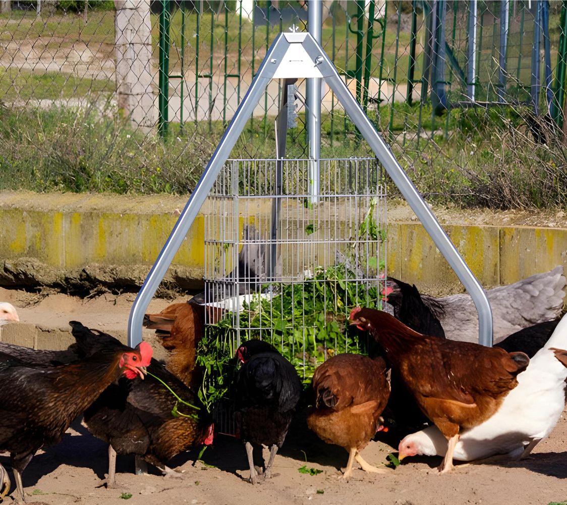 forrajera aves desta para hierba	