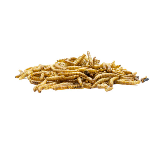 insectos secos para alimentación animal