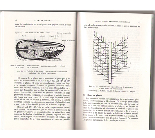 libro la gallina paginas interiores