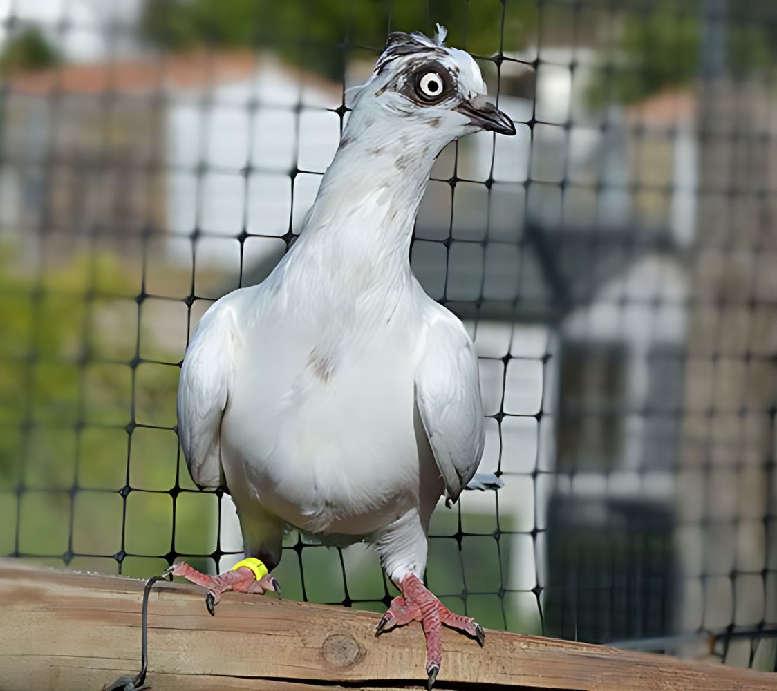 Paloma Alto vuelo de Viena	