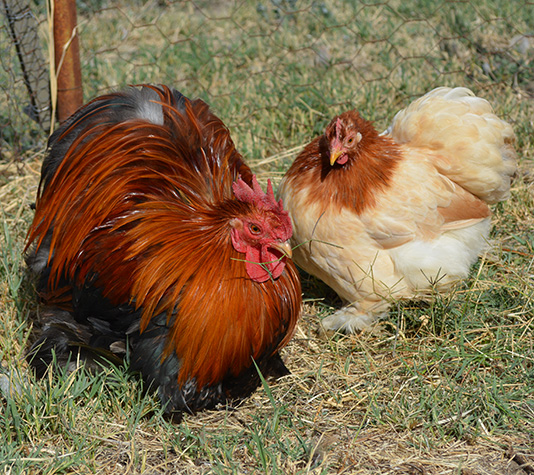 pareja gallina pekin color trigueño