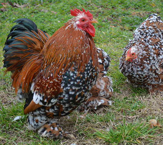 gallinas de raza pekin color milflores