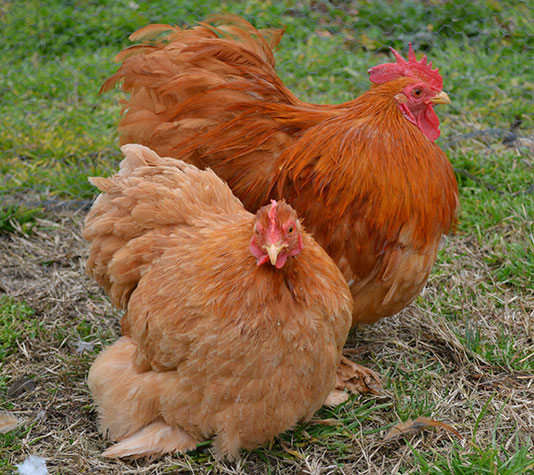 gallina pekin leonado