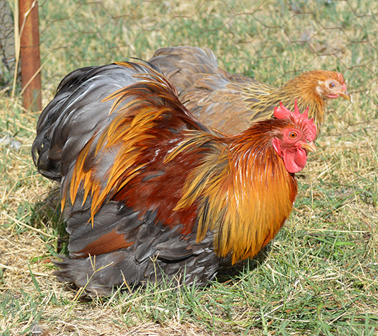 pareja gallinas pekin dorado aperdizado en azul