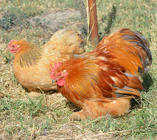 gallina pekin leonado armiñado en azul