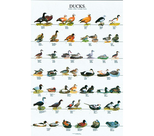 identificación de los diferentes patos silvestres