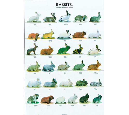 poster con las diferentes razas de conejos