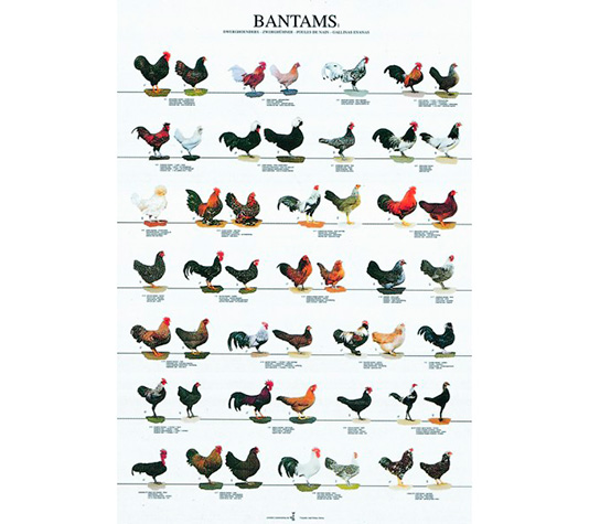 poster con las razas de gallinas enanas
