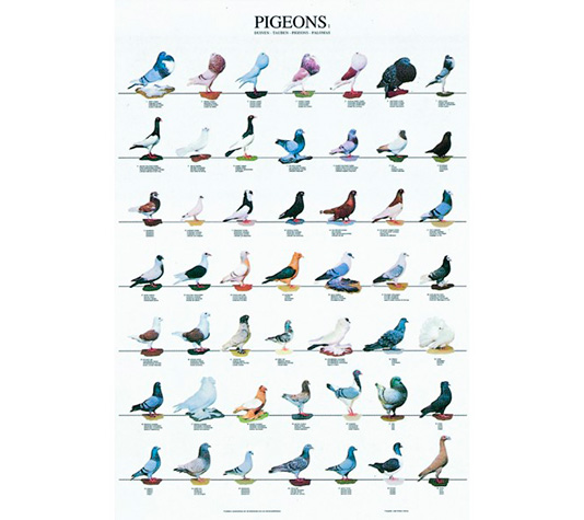 poster con variedades de palomas