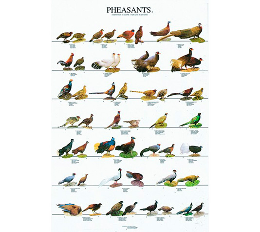 variedades de faisanes identificación