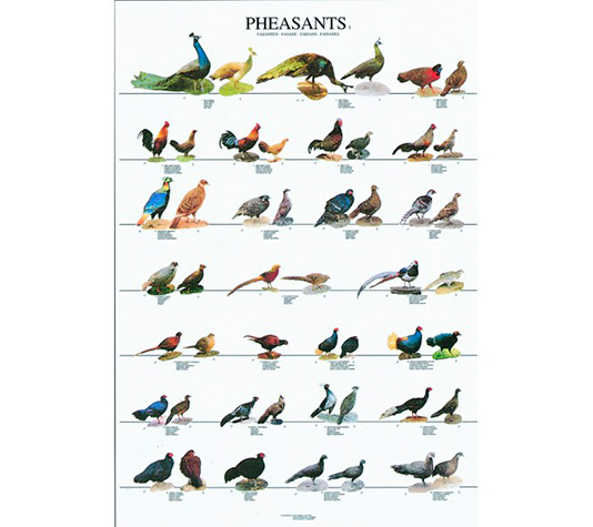 poster con las variedades de faisán