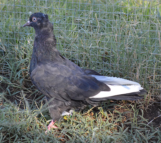paloma refilador negro