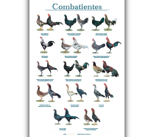 gallinas de raza combatiente
