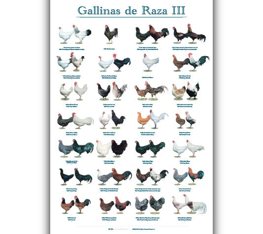 diferentes especies de gallina